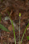 Oval-leaf sedge